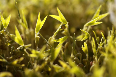 Close-up of fresh green plant