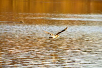 Close-up of bird flying over river