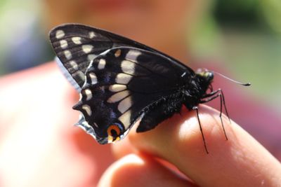 Close-up of butterfly on hand