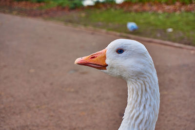 Close-up of a bird looking away