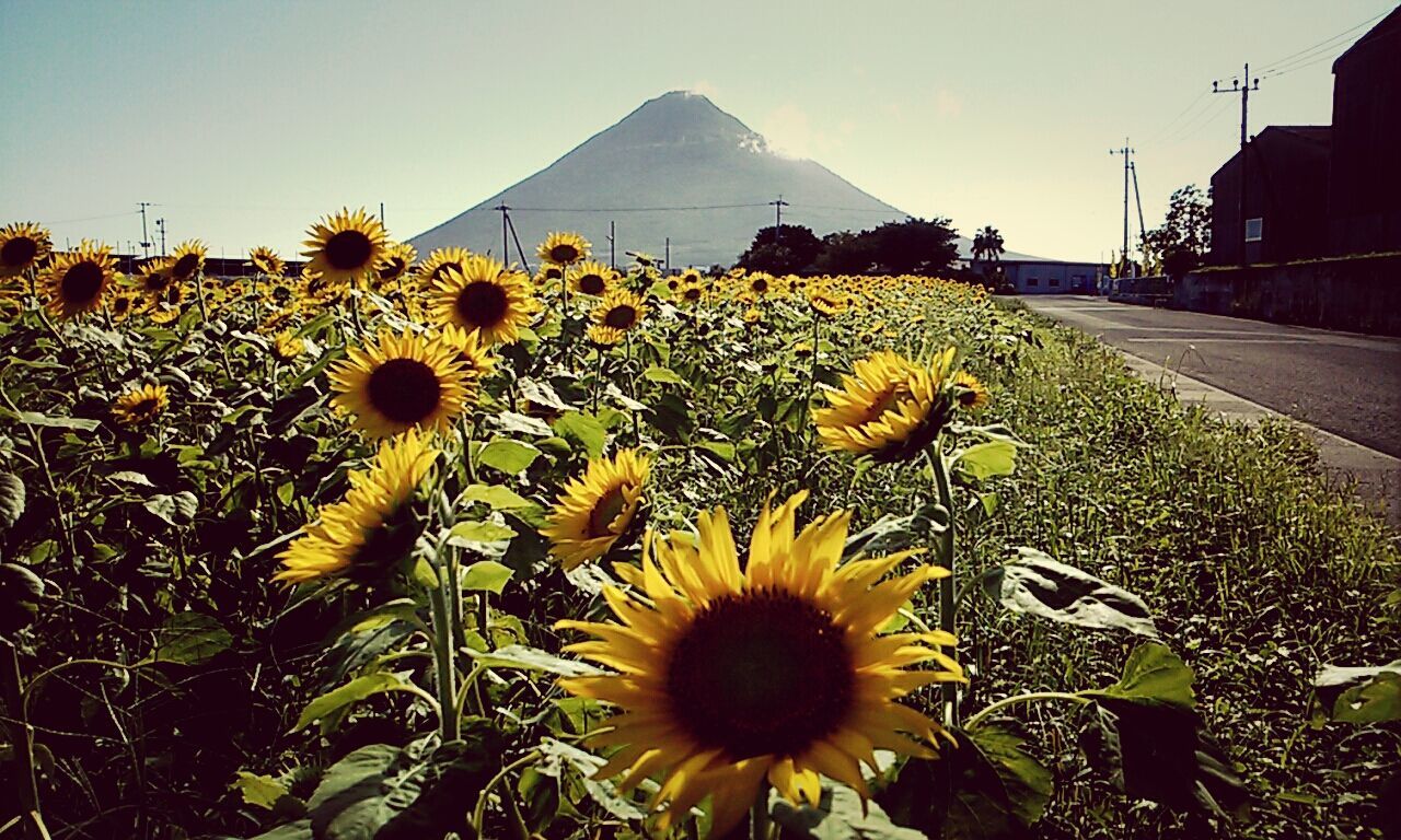 flower, freshness, yellow, growth, fragility, plant, beauty in nature, sunflower, petal, flower head, blooming, nature, sky, field, in bloom, rural scene, building exterior, clear sky, landscape, sunlight