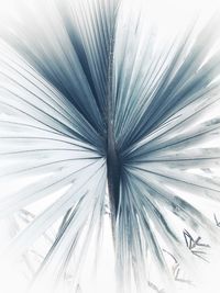 Full frame shot of white dandelion