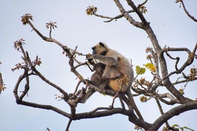 Mother and child monkey