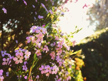 Close-up of pink flowers blooming outdoors