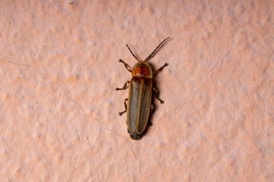 Close-up of insect on wall