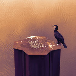 Close-up of bird perching on shore