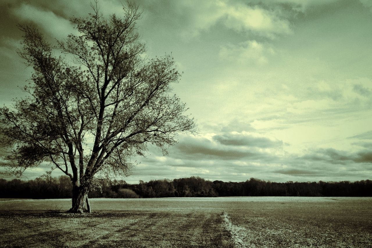 tree, bare tree, tranquility, tranquil scene, sky, scenics, beauty in nature, cloud - sky, landscape, nature, field, water, cloudy, branch, lake, cloud, non-urban scene, weather, idyllic, outdoors