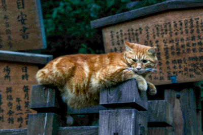 Cat relaxing on wood