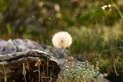 Close-up of dandelion on field