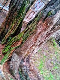 Low angle view of tree trunk
