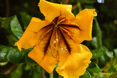 Close-up of yellow rose flower