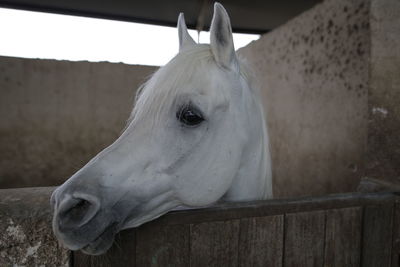 Close-up of white horse in stable
