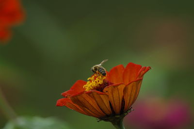 Close-up of butterfly pollinating on flower