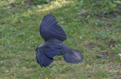 Rear view of black bird flying over land