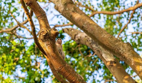 Low angle view of lizard on tree