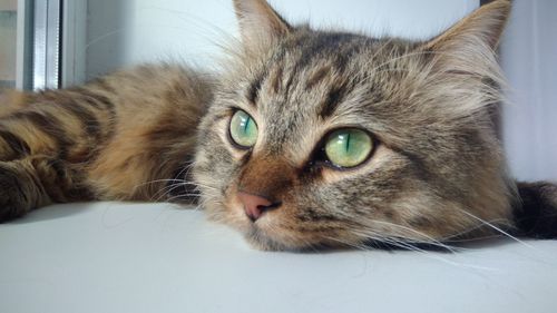 Close-up portrait of cat