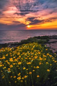 Scenic view of sea and yellow flowers against sky during sunset