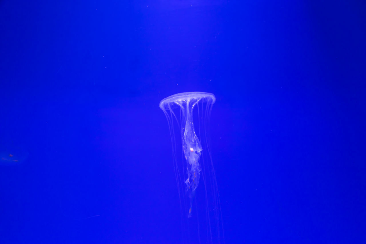 JELLYFISH SWIMMING IN SEA