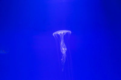 Close-up of jellyfish swimming in sea