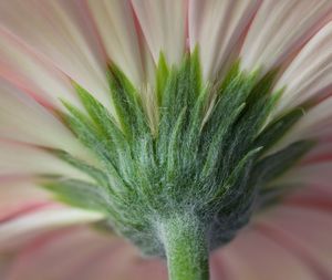 Close-up of flowers