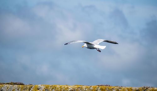 Low angle view of seagull flying in sky