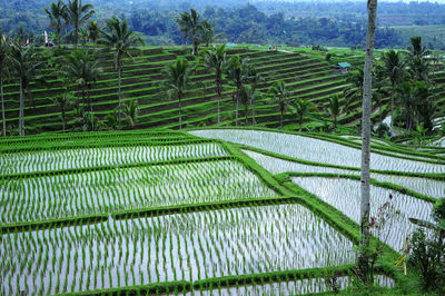 Scenic view of agricultural field