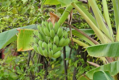 Close-up of banana tree
