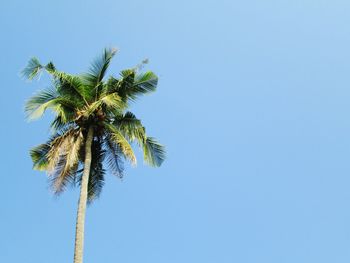 Low angle view of coconut palm tree against clear blue sky