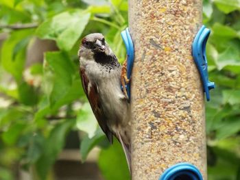 Close-up of bird perching on tree trunk