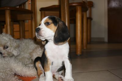 Dog looking away while sitting on floor at home