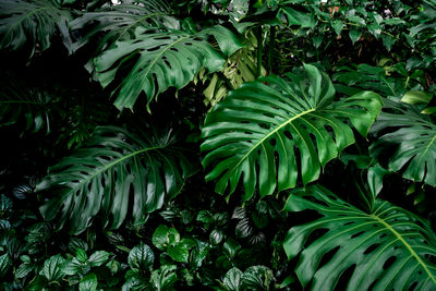 Full frame shot of plants