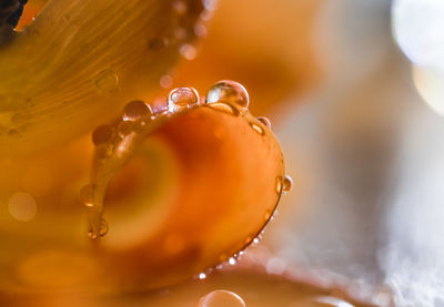 Close-up of water drops on orange