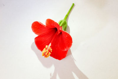 Close-up of red flower on white background