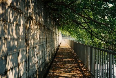 Empty footbridge along trees