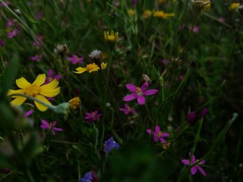 Close-up of flowers blooming outdoors