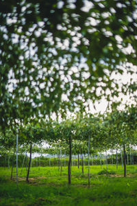 Trees in park