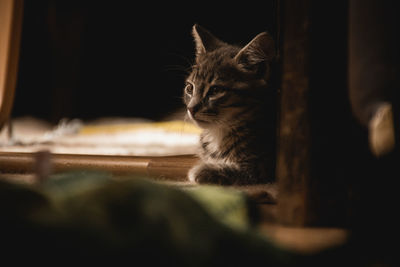 Close-up of cat sitting