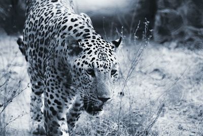 Leopard walking on field