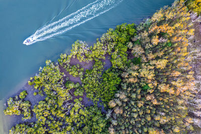High angle view of tree