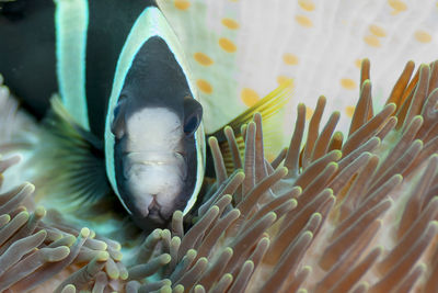 Close-up of fish swimming in sea