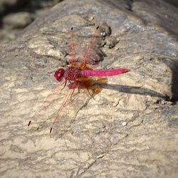 Close-up of insect on rock