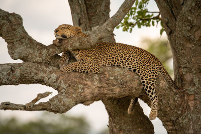 Leopard lies asleep resting head on branch