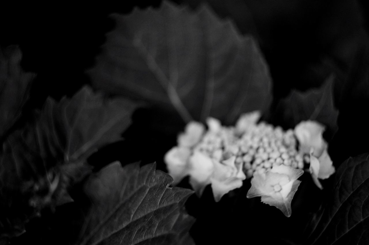 CLOSE-UP OF FLOWERS AGAINST WALL