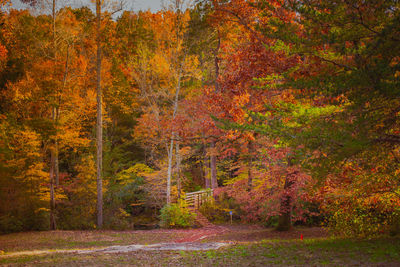 Trees in forest during autumn