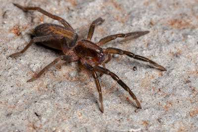 Close-up of spider on rock