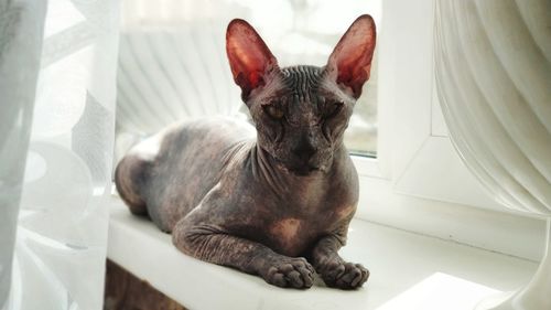 Portrait of cat sitting on window sill