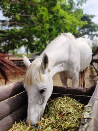 Close-up of a horse