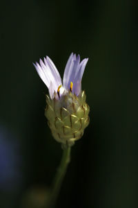 Close-up of flower over black background
