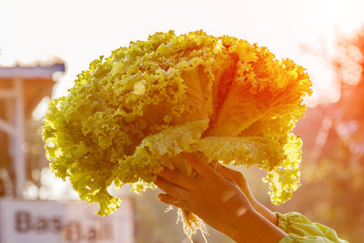 Close-up of hand holding yellow rose