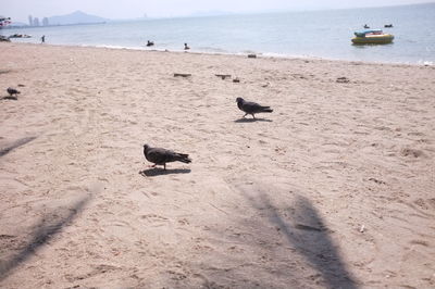 View of birds on beach